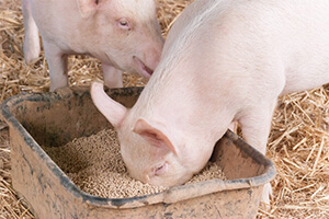 Pig Feed Pellets For Farming
